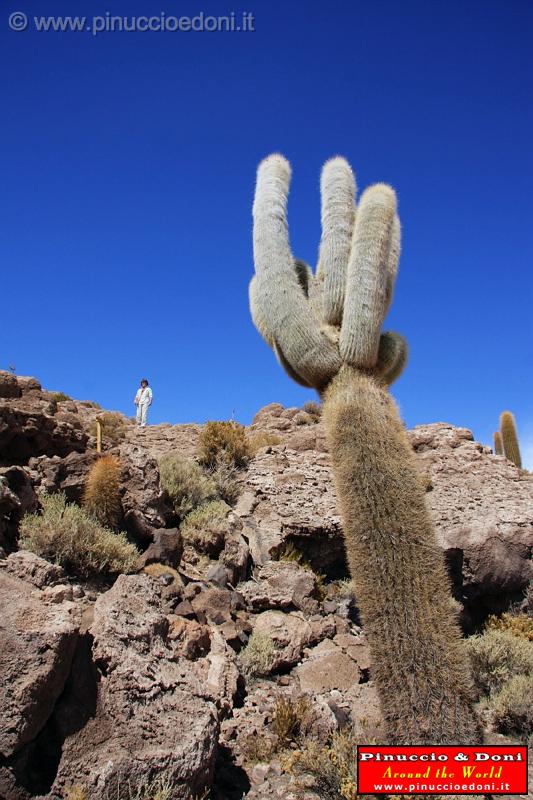 BOLIVIA 2 - Isla Incahuasi - 17.jpg